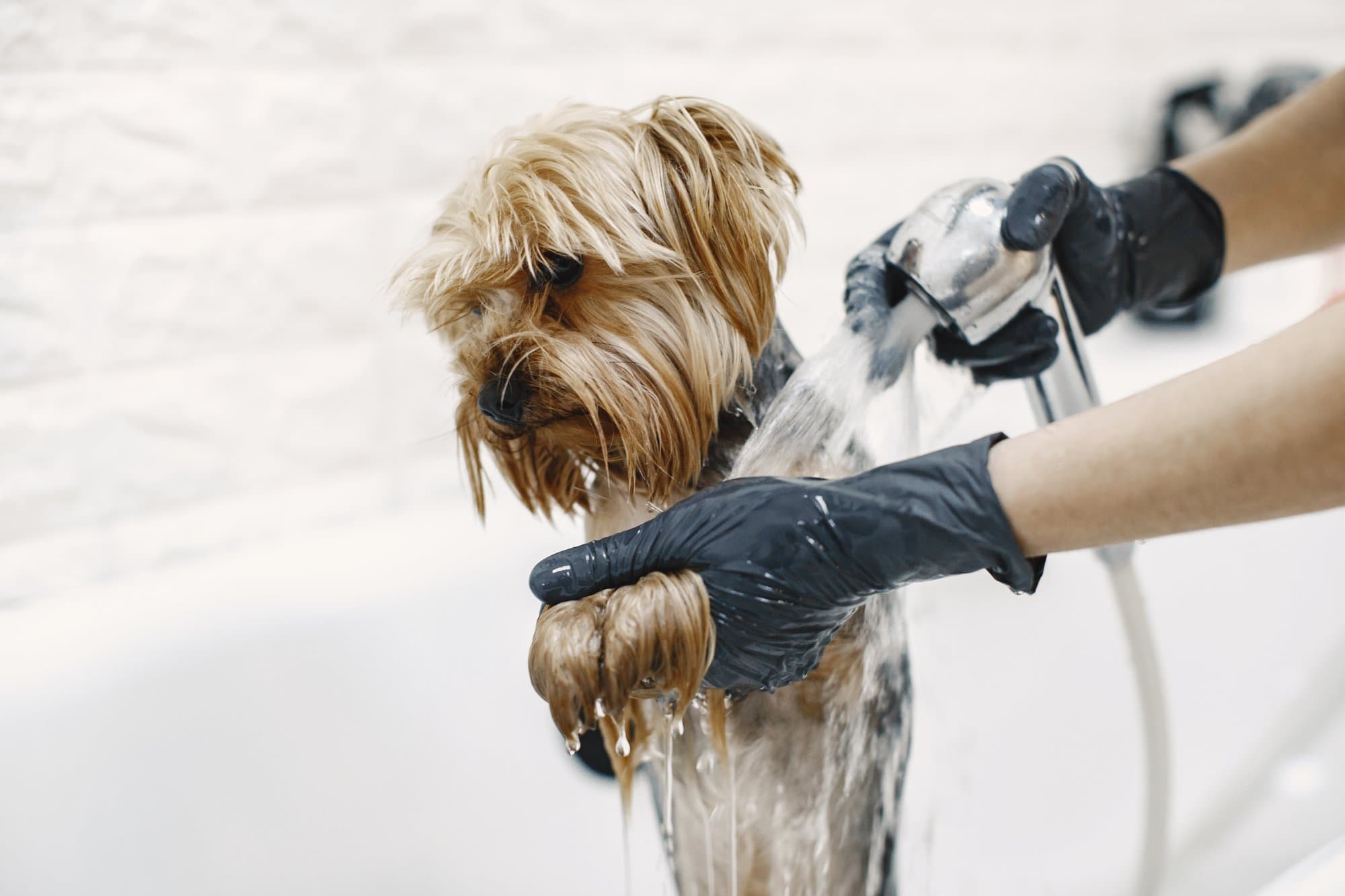 A groomer rinsing a patient yorkshire terrier in the salon bath