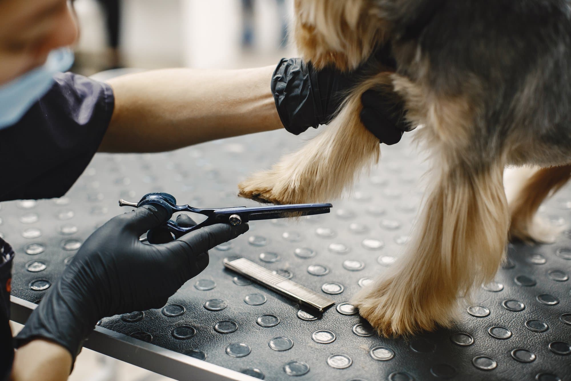 A groomer scissor-finishing a yorkie’s feet on the grooming table