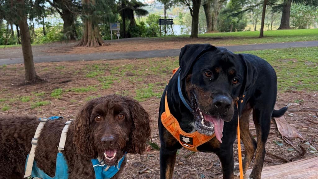 A solo dog trainer working with a dog outdoors, phone in hand, instead of stuck doing admin