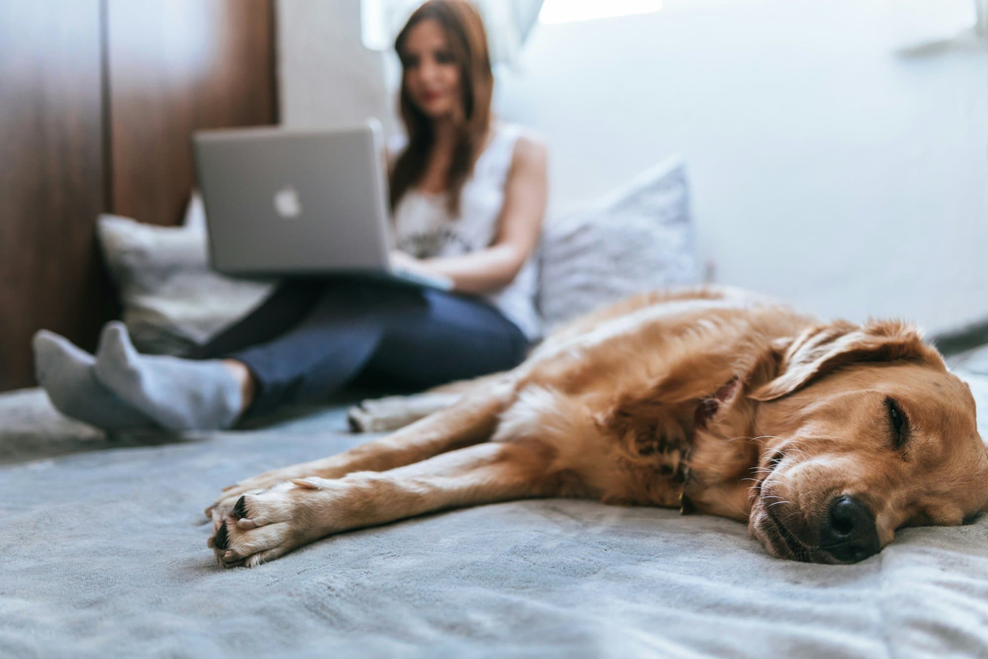 A dog pro sending invoices from her laptop while her golden retriever dozes beside her