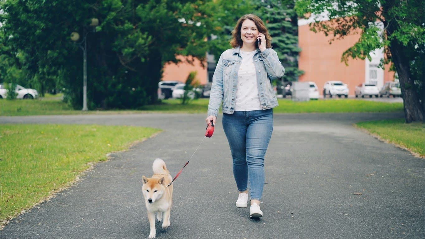 A dog pro taking a call mid-walk, shiba inu trotting on the lead beside her